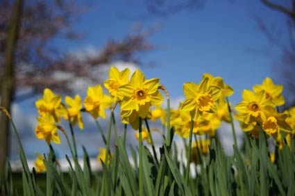 Birth Month Flower of March - The Daffodil