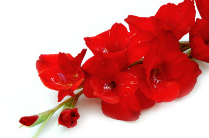 Birth Month Flower Of August The Gladiolus
