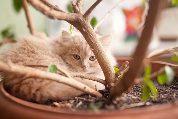 Photos Of Poisonous Plants And Flowers For Cats