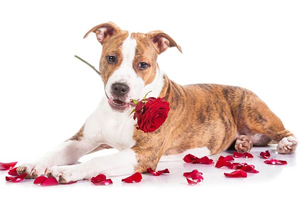 Photos Of Poisonous Plants And Flowers For Dogs