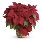 Birth Month Flower of December - The Poinsettia